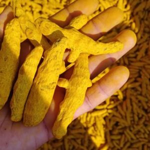 TURMERIC FINGERS