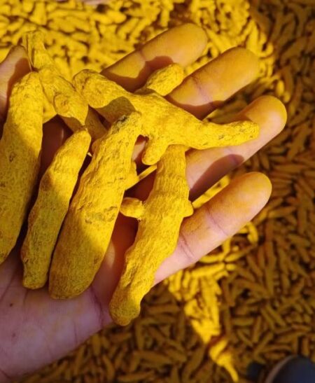 TURMERIC FINGERS