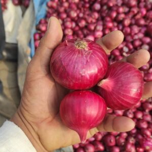 Indian onions in a net bag.