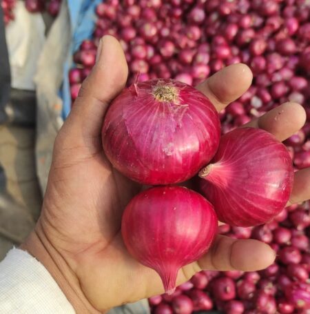 Indian onions in a net bag.